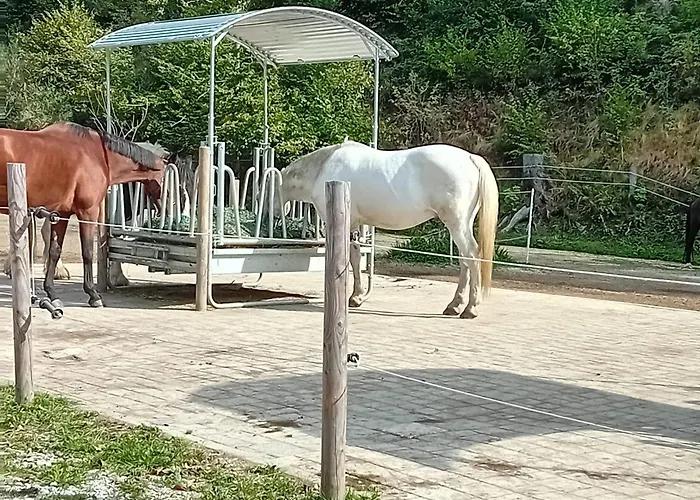 Pferdehof Reitingau