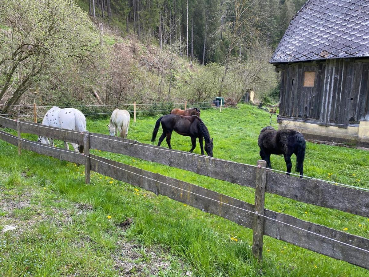 Pferdehof Reitingau