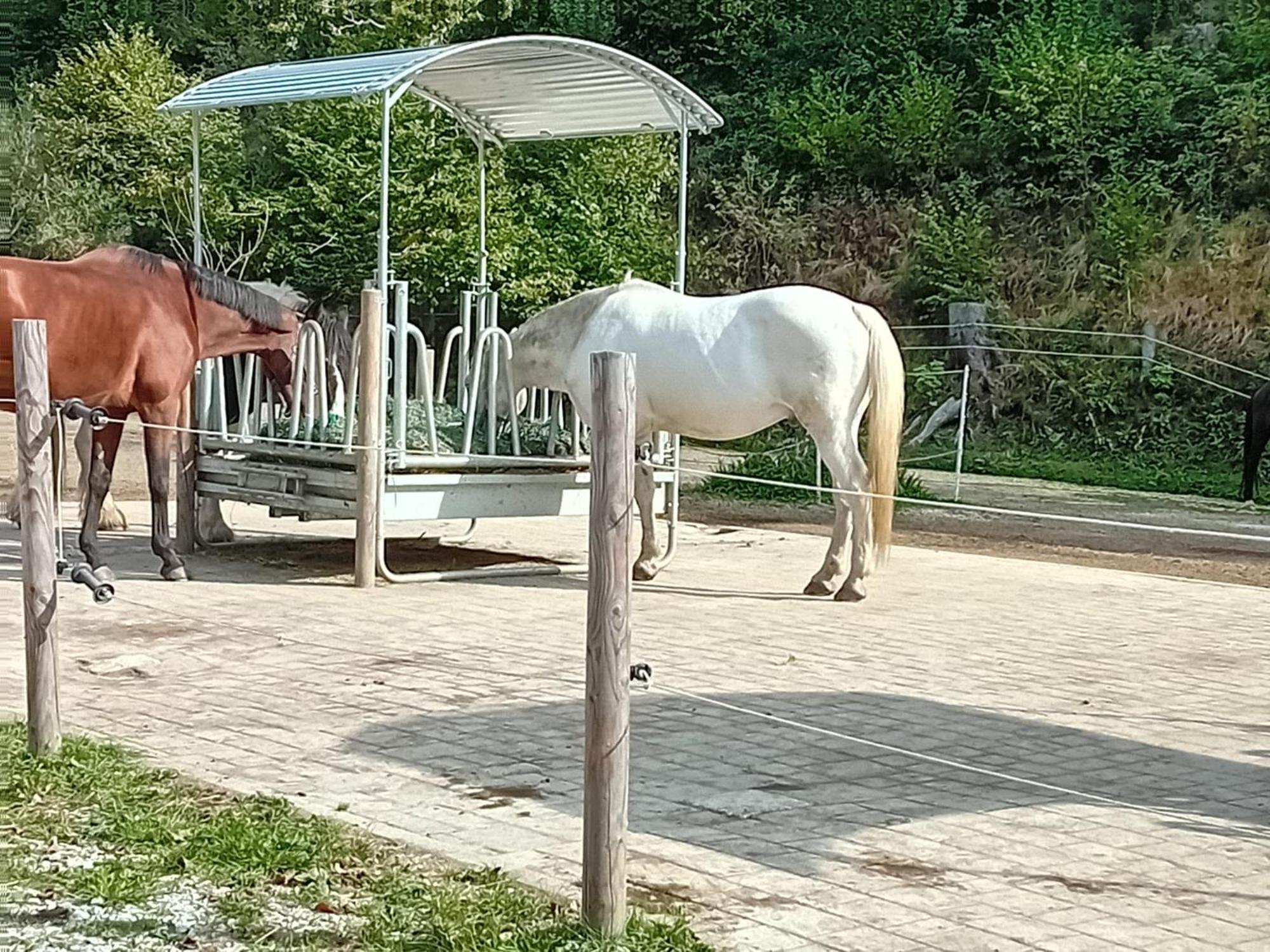 Pferdehof Reitingau